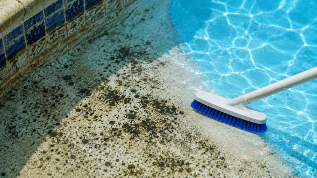 Close-up of black algae spots being scrubbed from a swimming pool surface with a pool brush